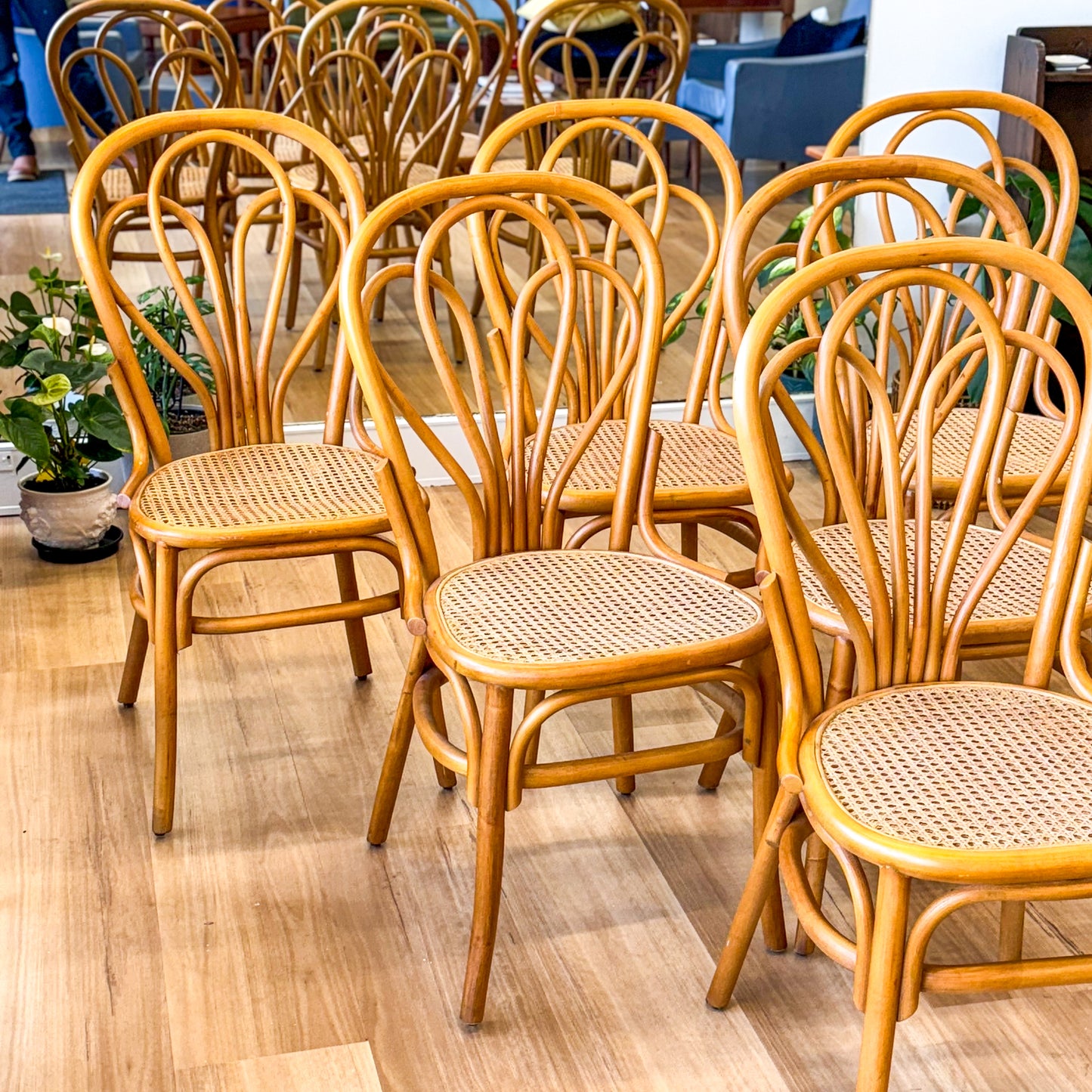 Set of six glorious cane dining chairs