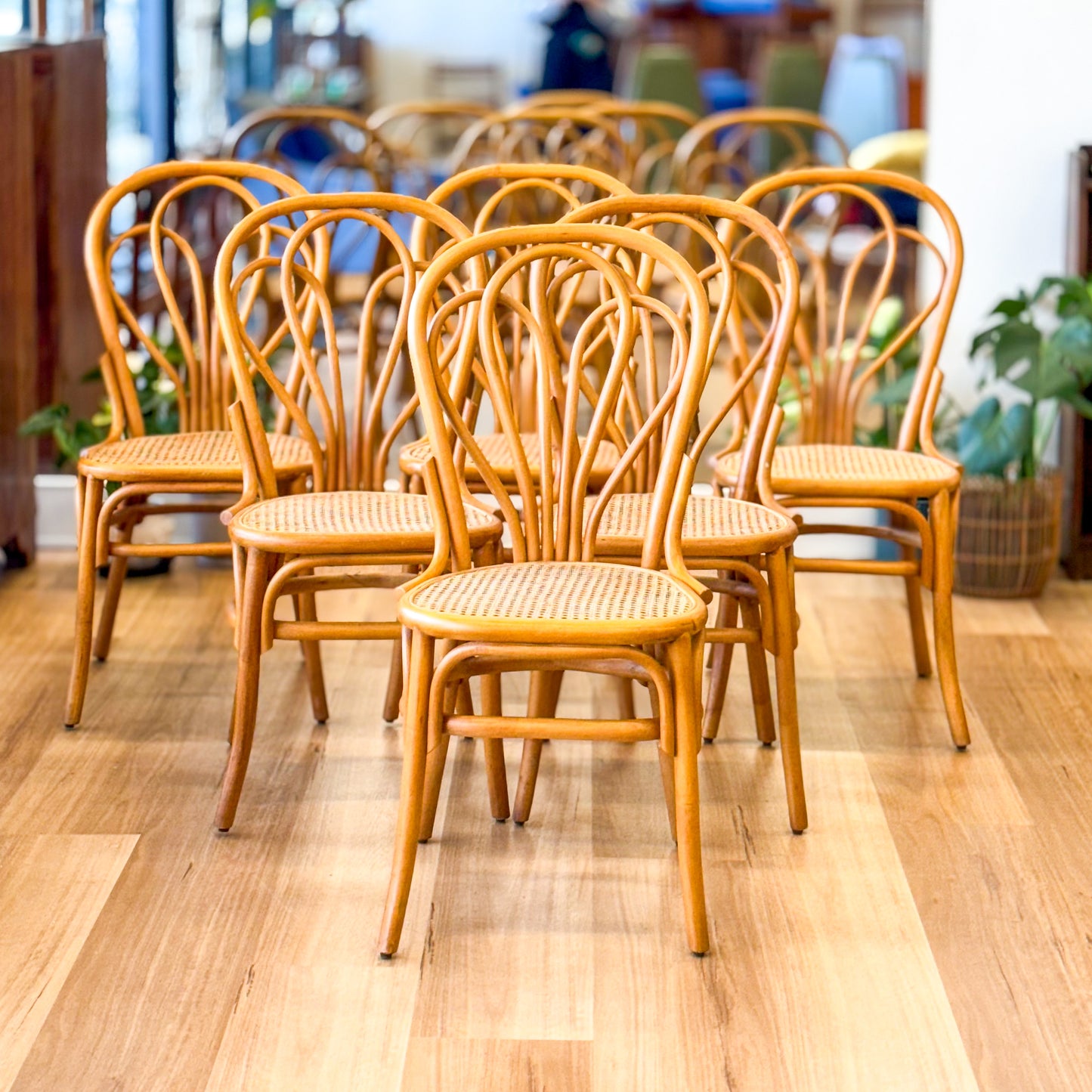 Set of six glorious cane dining chairs