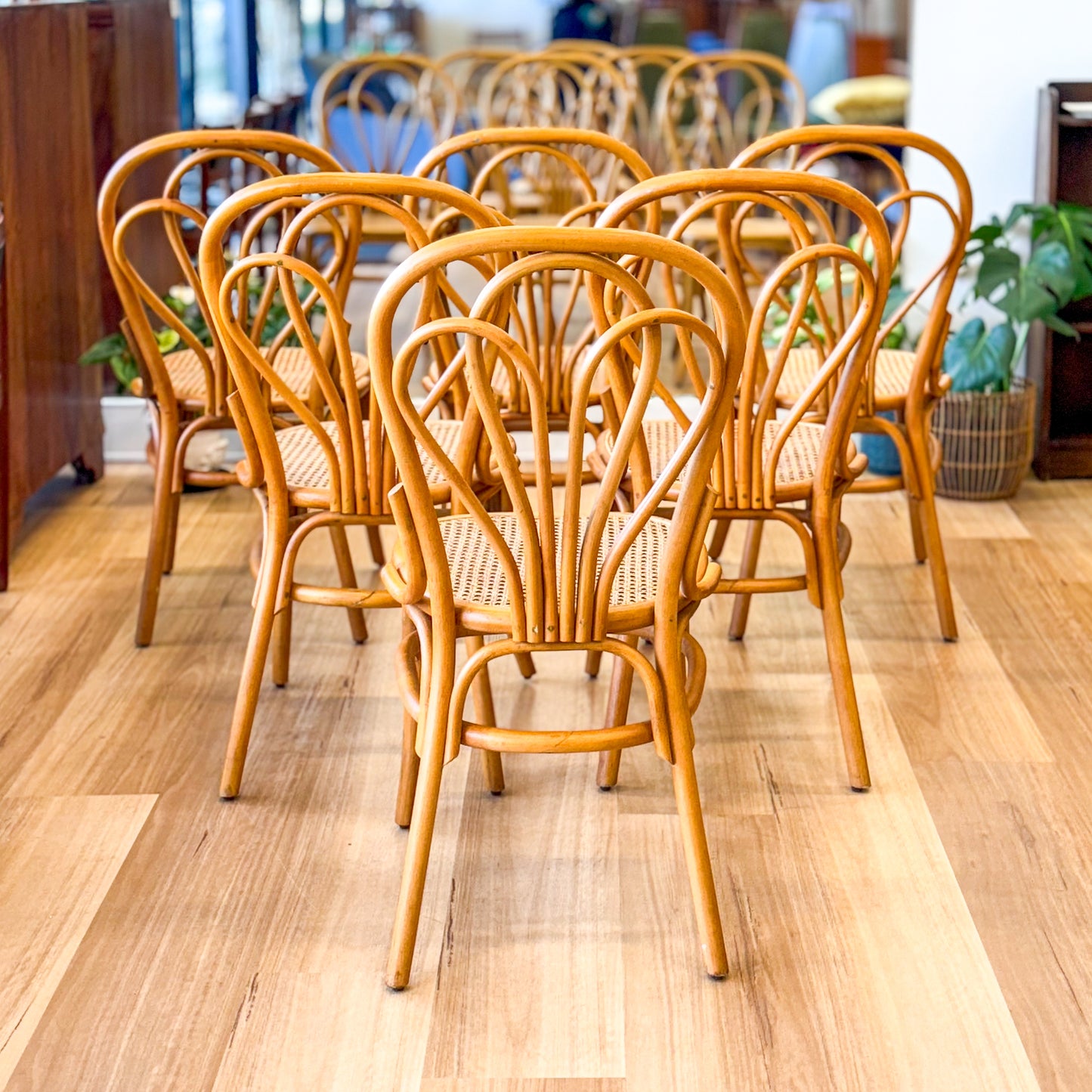 Set of six glorious cane dining chairs